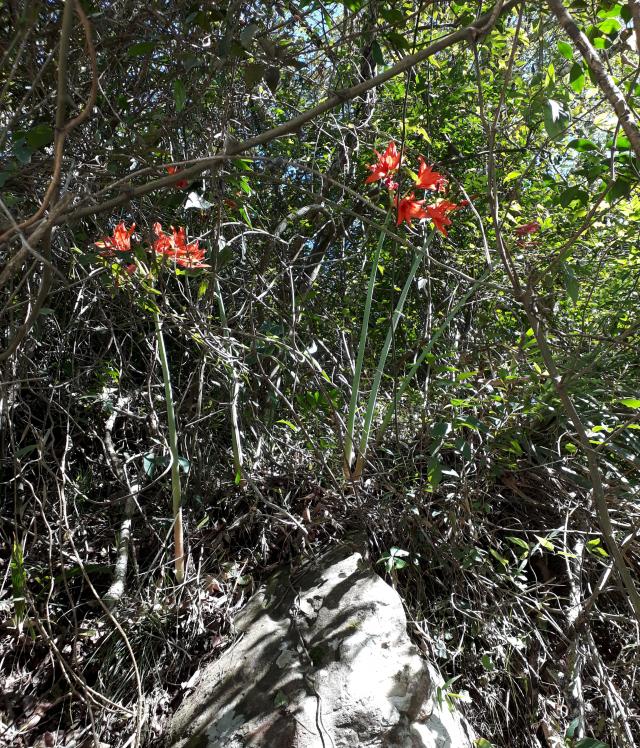 Hippeastrum ramboi