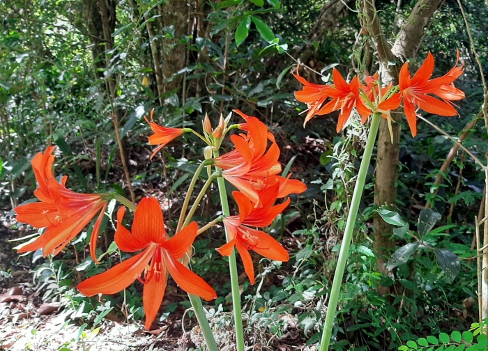 Hippeastrum ramboi