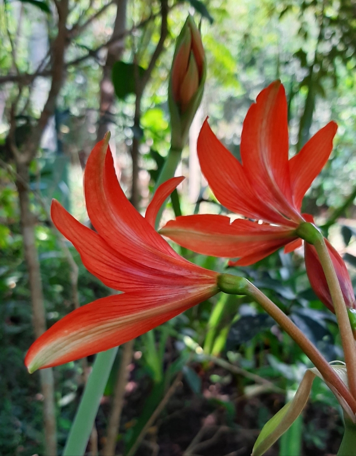 Hippeastrum ramboi