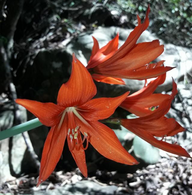 Hippeastrum ramboi