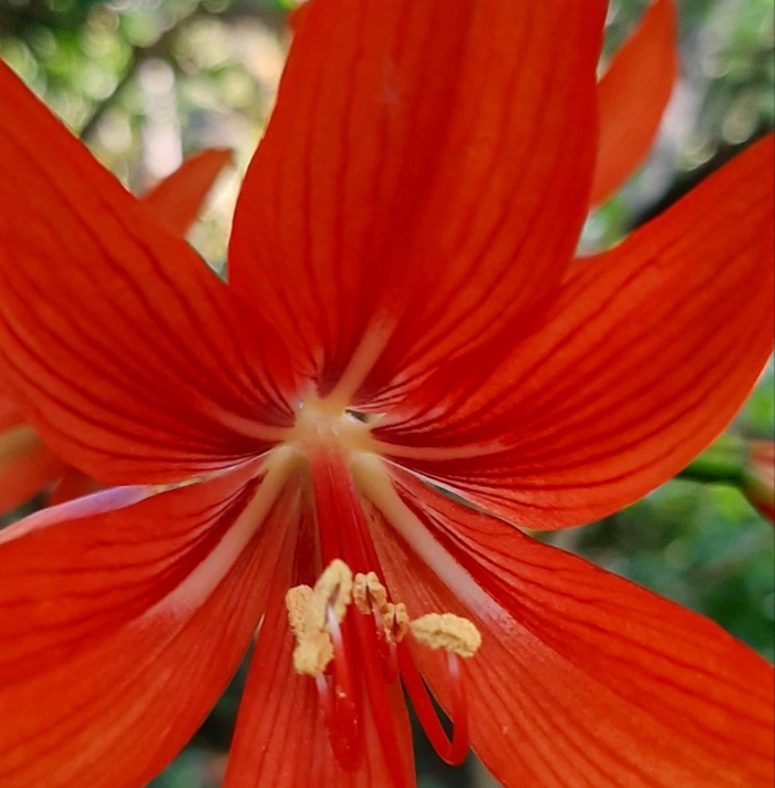 Hippeastrum ramboi