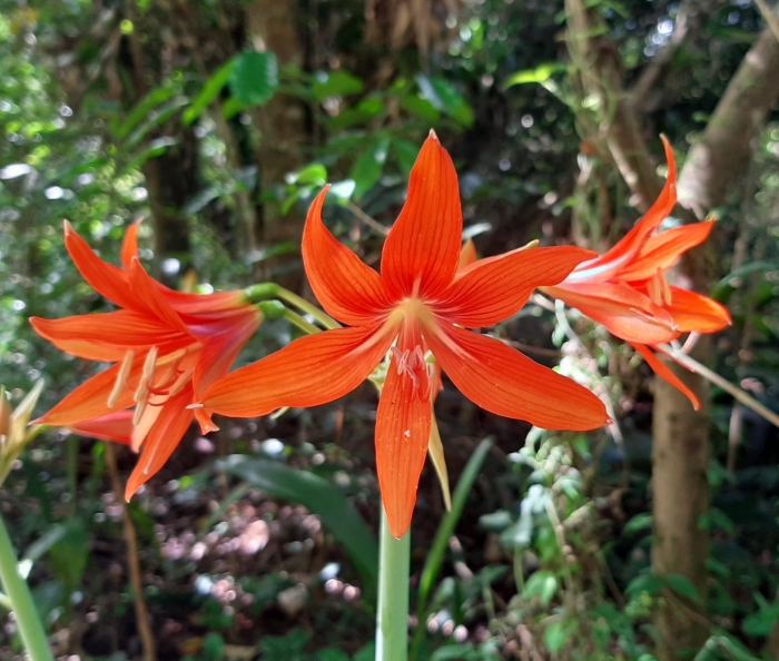 Hippeastrum ramboi