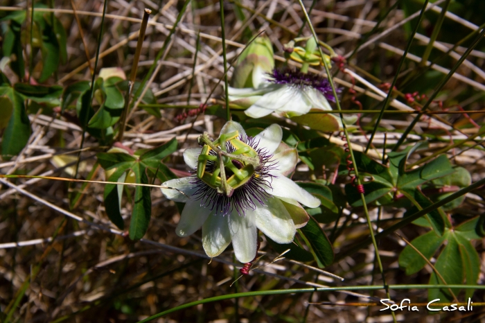 Passiflora caerulea