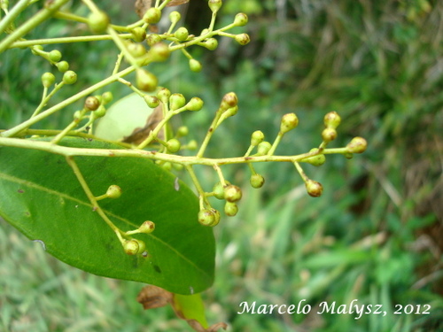 Marlierea excoriata