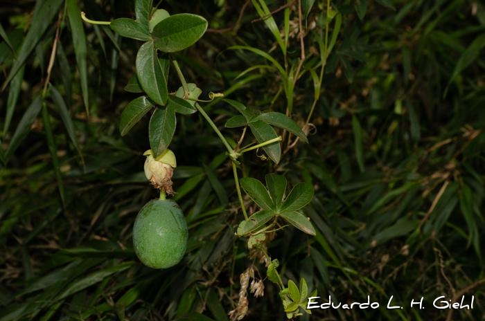 Passiflora caerulea