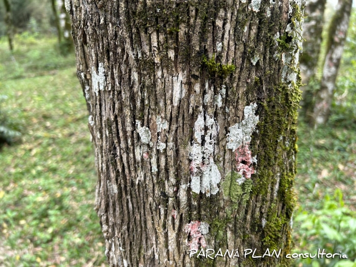 Sebastiania commersoniana