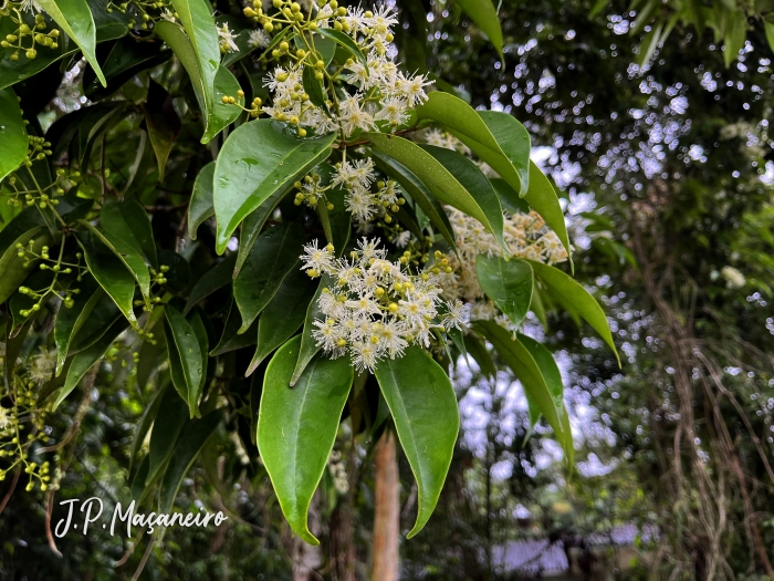 Myrcia excoriata