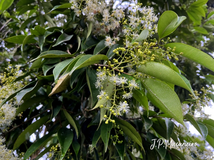 Myrcia excoriata