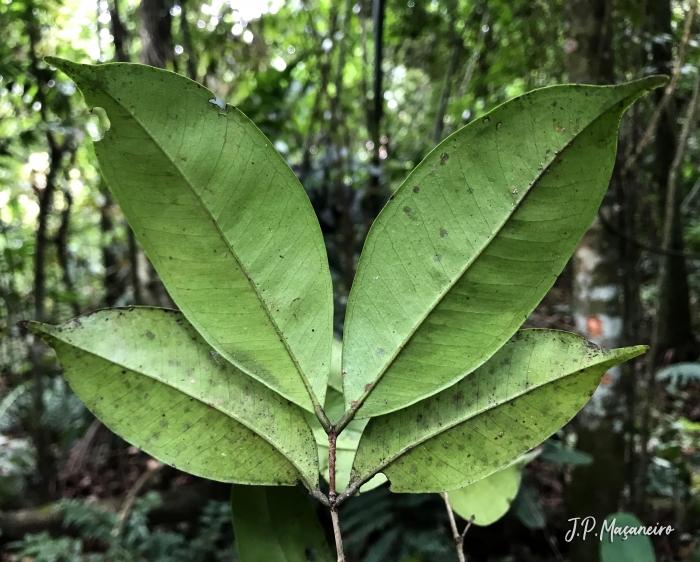 Myrcia excoriata