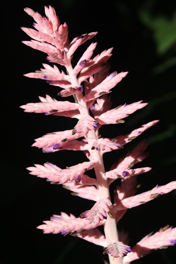 Aechmea distichantha