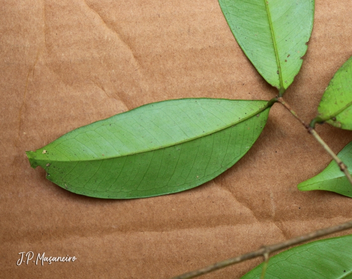 Myrcia excoriata