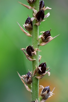 Dyckia dusenii