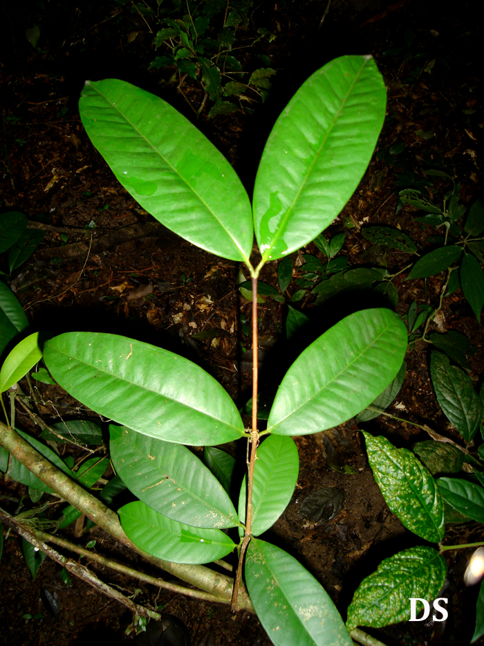 Calyptranthes grandifolia