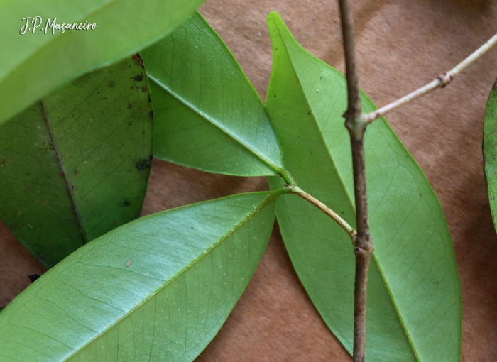 Myrcia excoriata