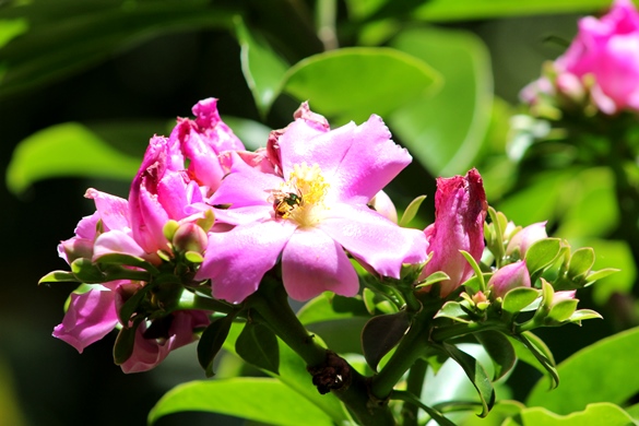 Pereskia grandifolia