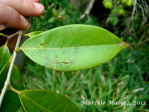 Marlierea excoriata