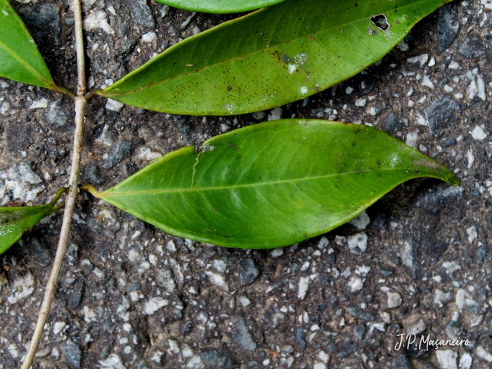 Myrcia excoriata