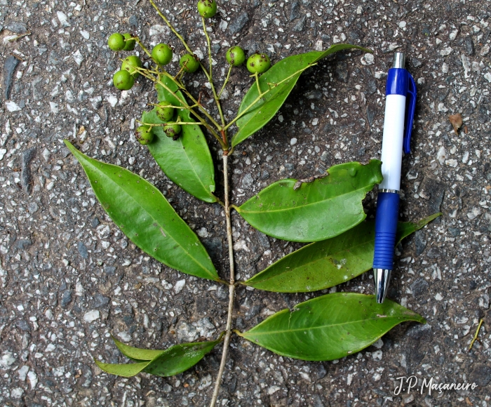 Myrcia excoriata