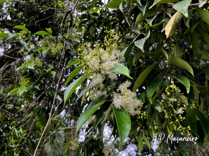 Myrcia excoriata