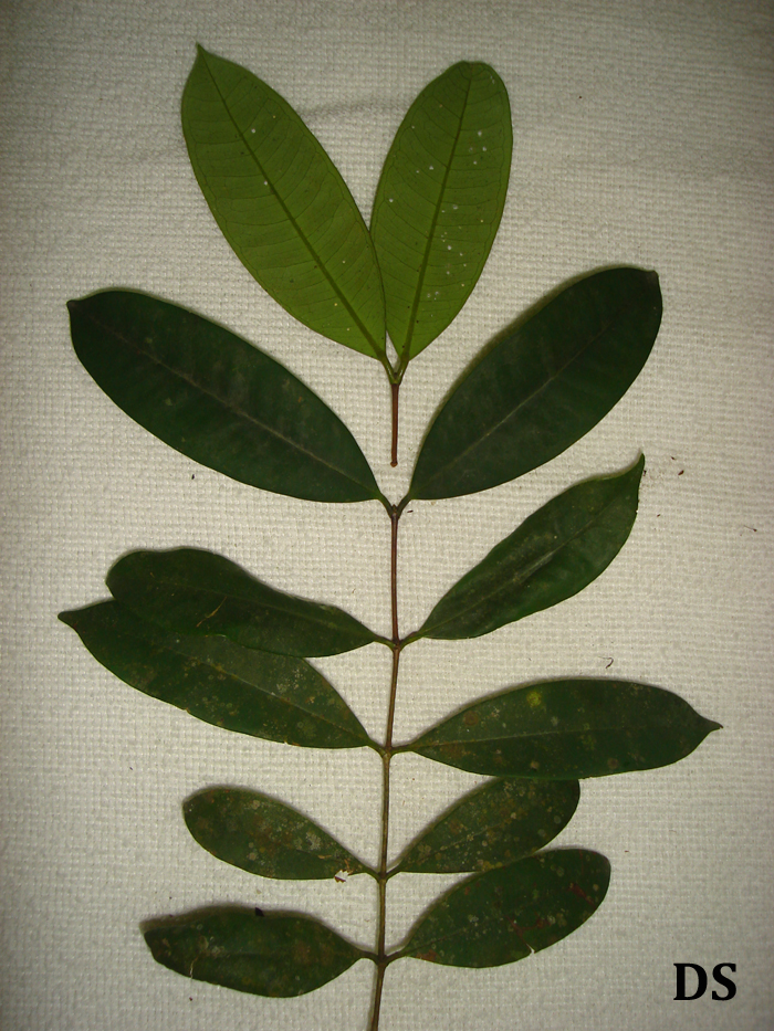 Calyptranthes grandifolia