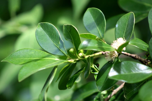 Psidium cattleyanum