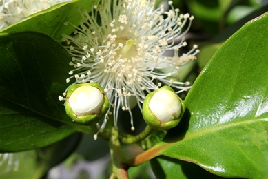 Psidium cattleyanum