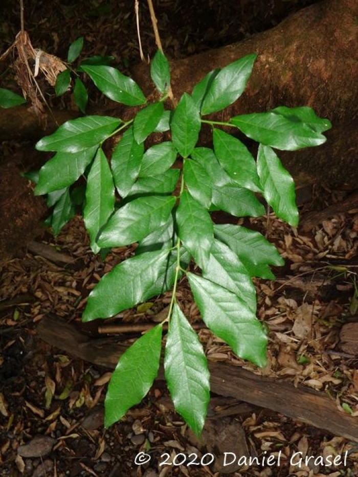 Sebastiania commersoniana