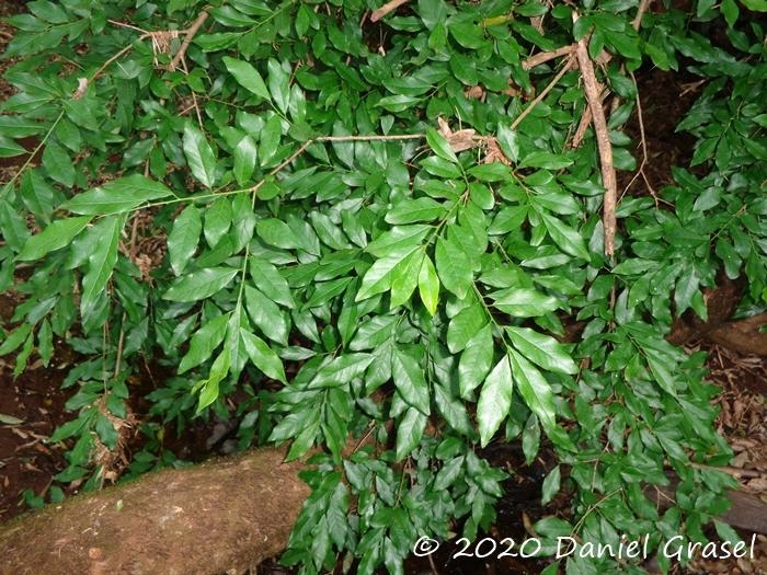 Sebastiania commersoniana