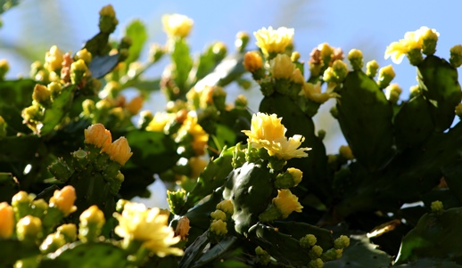 Brasiliopuntia brasiliensis