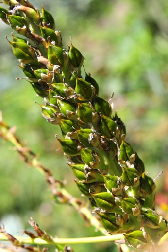 Dyckia racinae