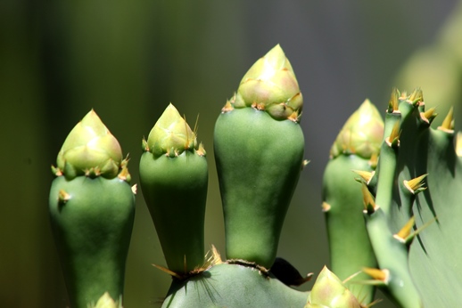 Opuntia littoralis