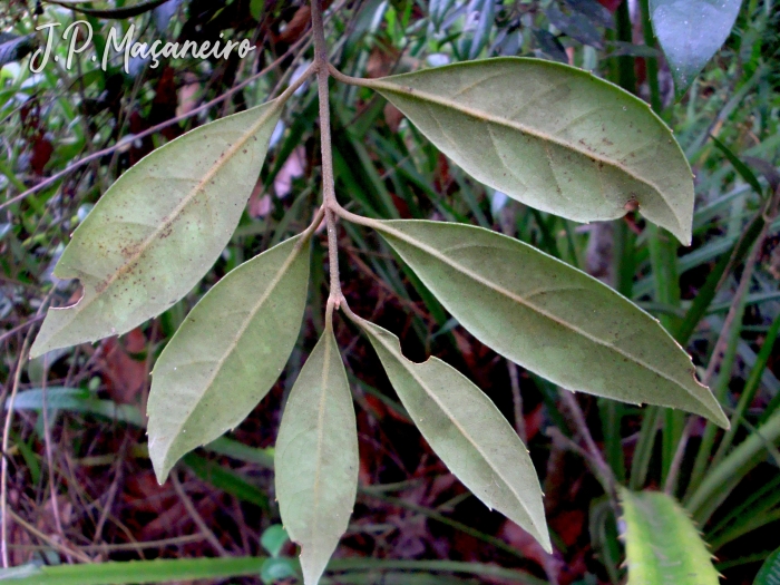 Mollinedia triflora