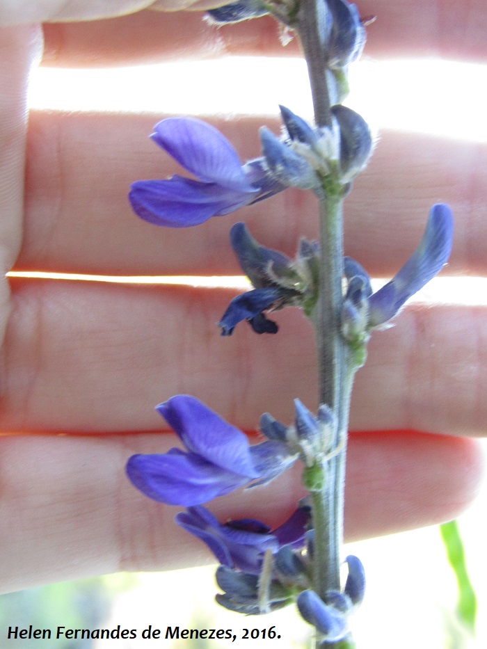 Calopogonium caeruleum 