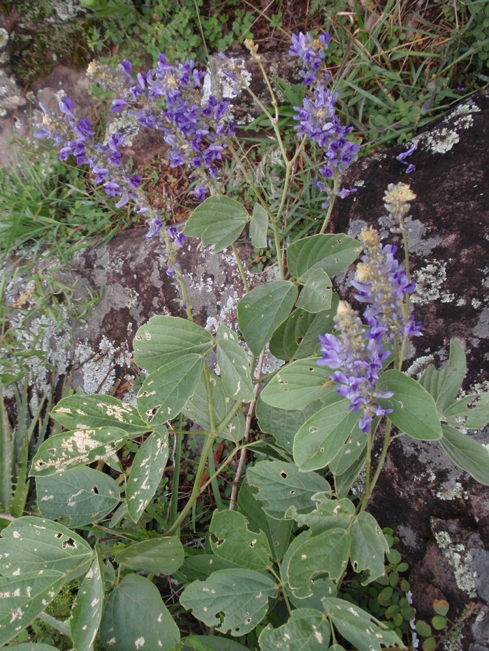 Calopogonium caeruleum 