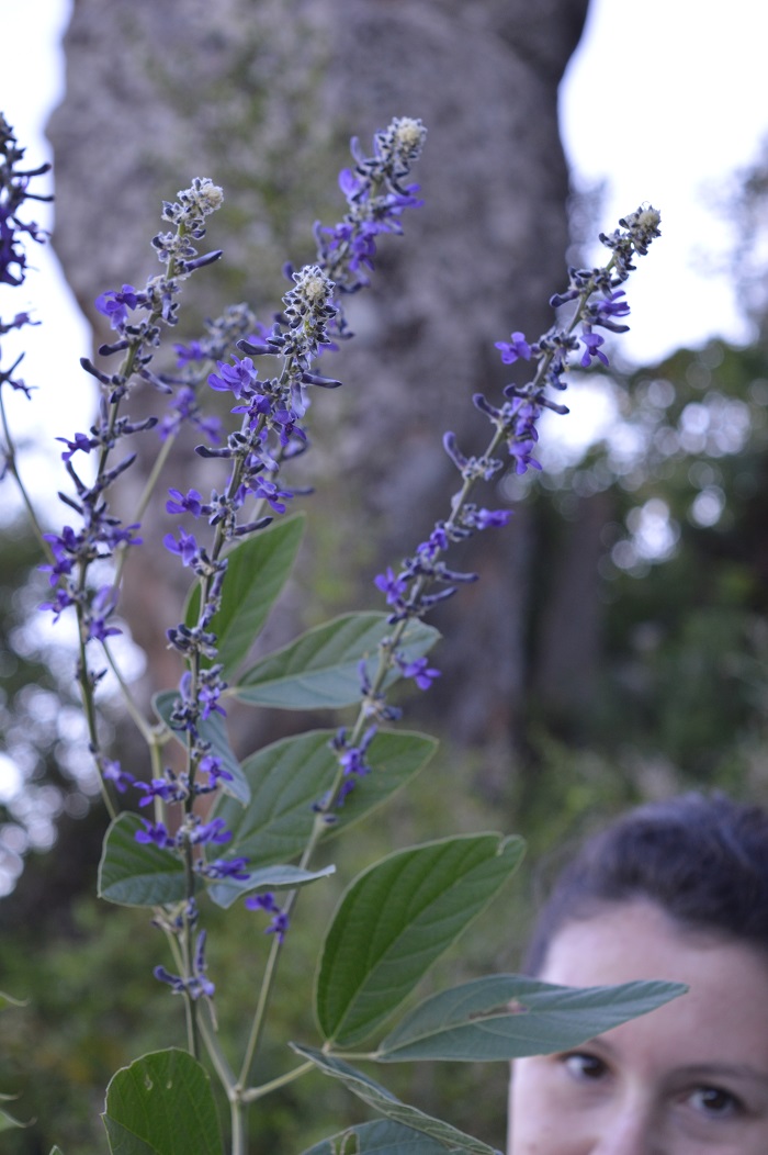 Calopogonium caeruleum 