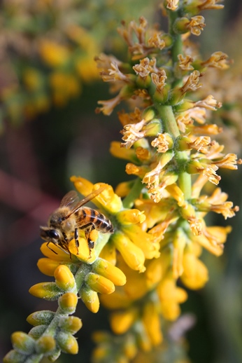 Dickia polycladus 