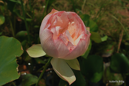 Nelumbo nucifera 