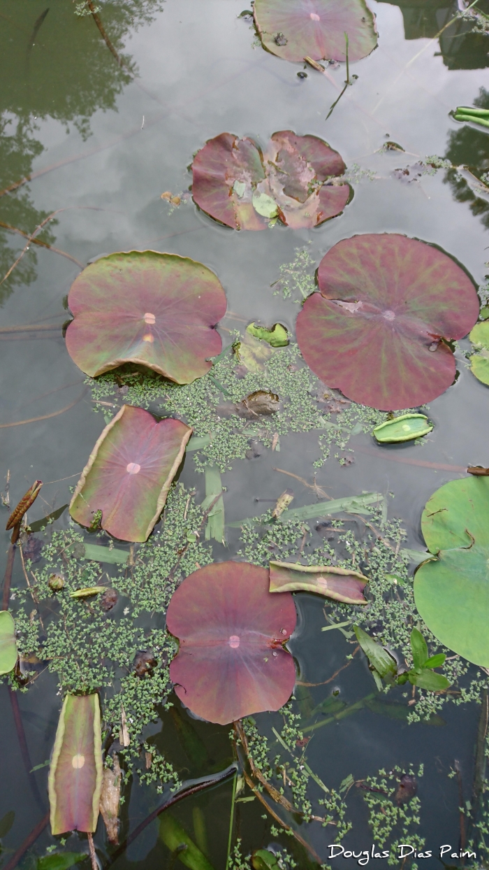 Nelumbo nucifera 