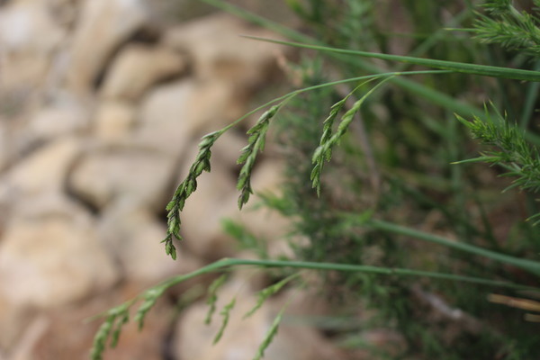 Chascolytrum juergensii var. angustilemma