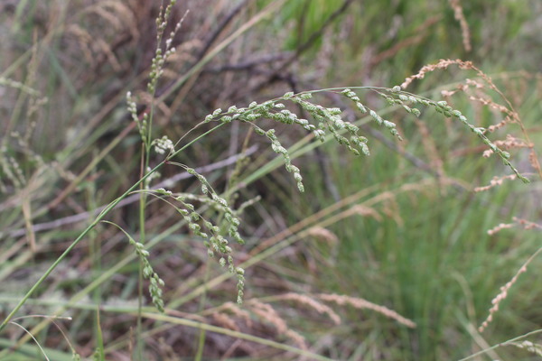 Chascolytrum juergensii var. juergensii