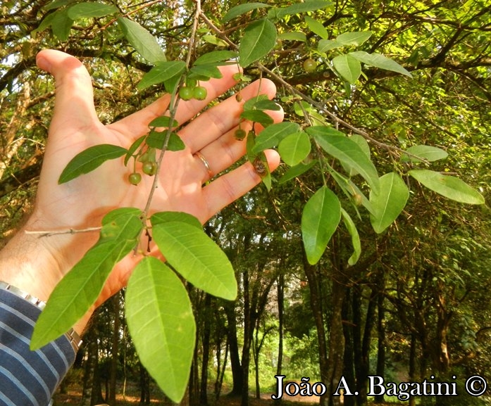 Sebastiania commersoniana