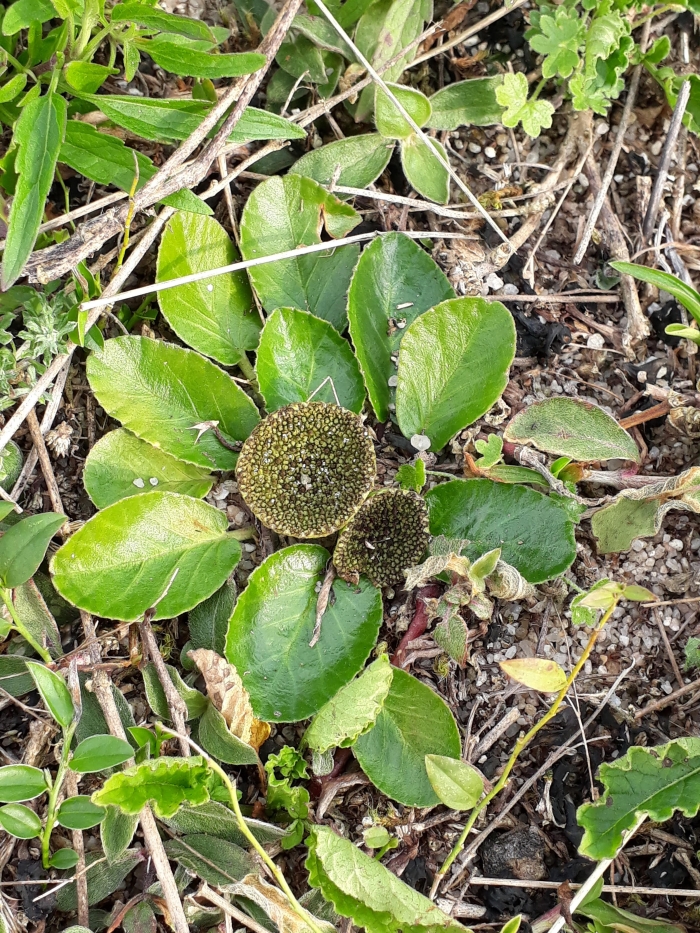 Dorstenia brasiliensis