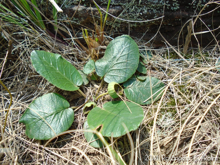 Dorstenia brasiliensis