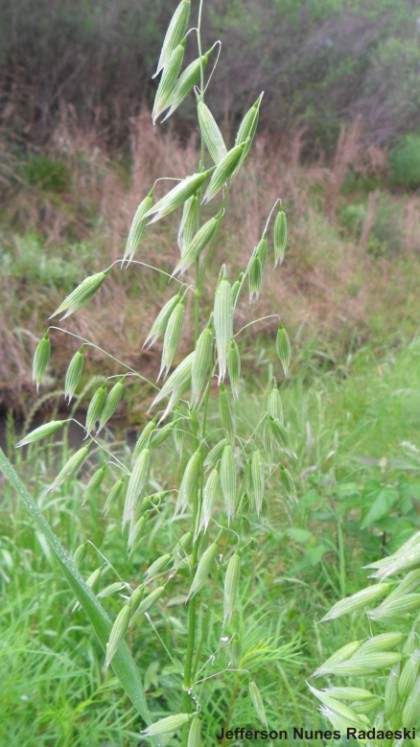 Avena sativa