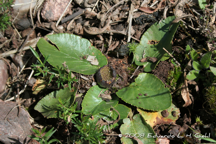 Dorstenia brasiliensis