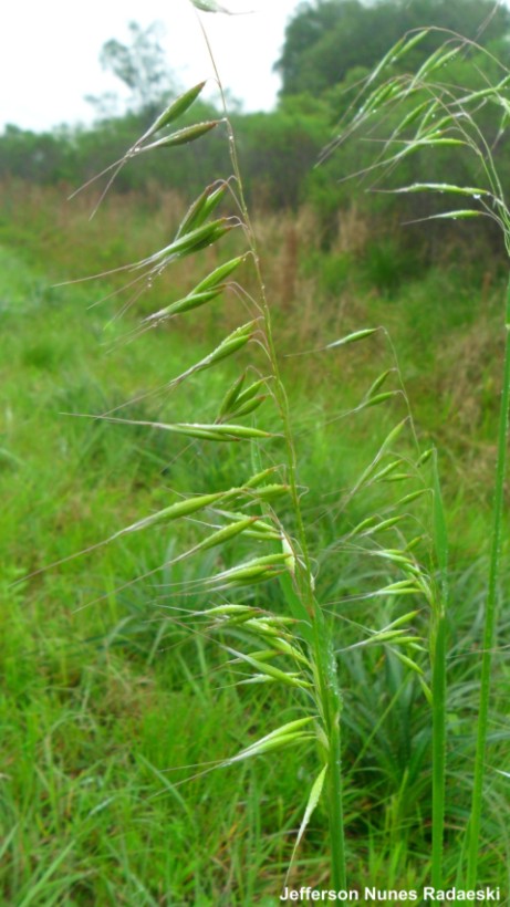 Avena strigosa