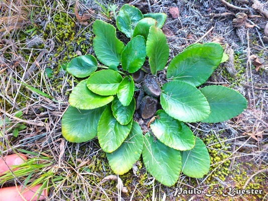 Dorstenia brasiliensis