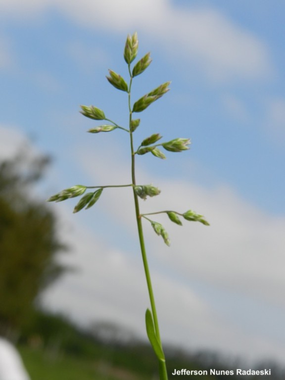 Poa annua
