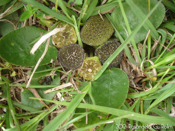 Dorstenia brasiliensis