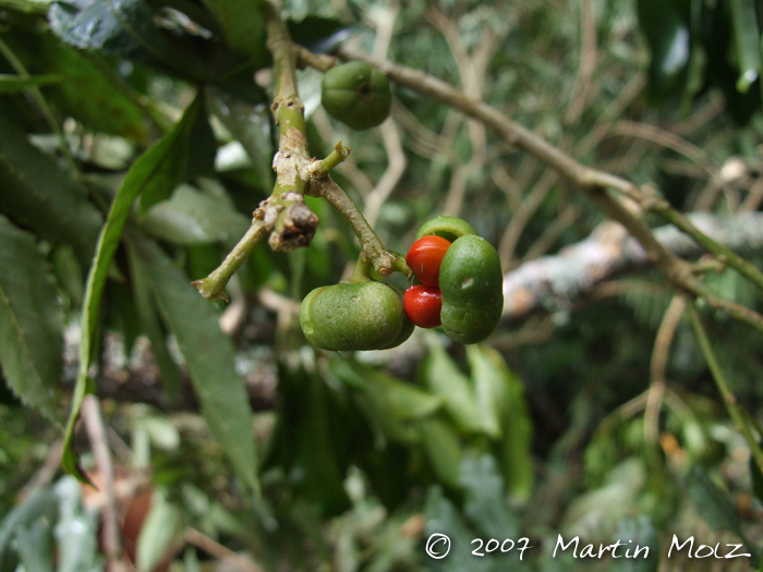 Tetrorchidium rubrivenium